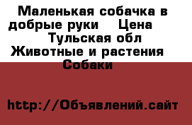 Маленькая собачка в добрые руки. › Цена ­ 10 - Тульская обл. Животные и растения » Собаки   